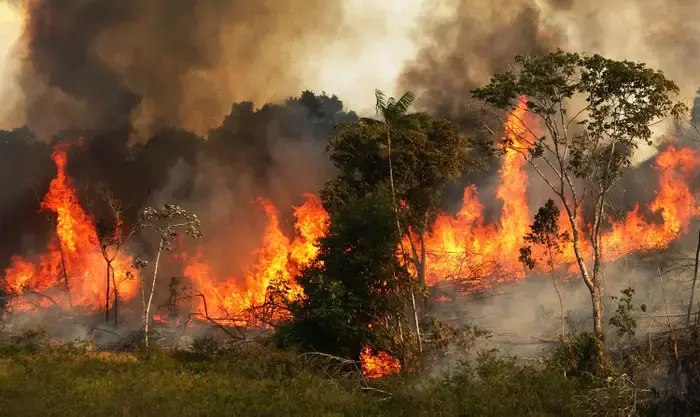 The Reason Why The Amazon Rainforest is Burning