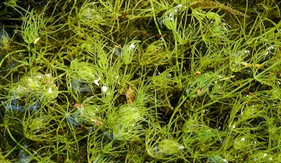 Sea Plants in The Ocean