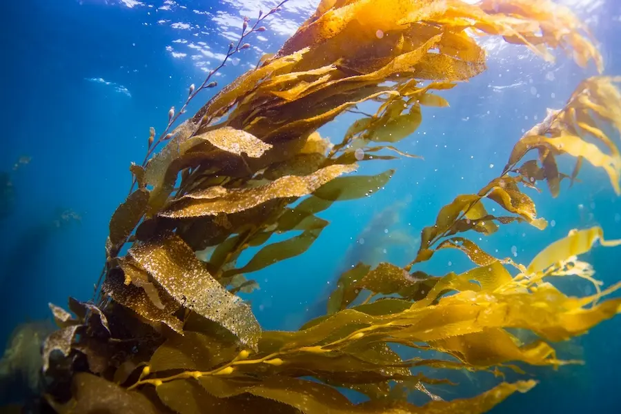 Sea Plants in The Ocean