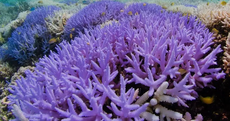 Sea Plants in The Ocean