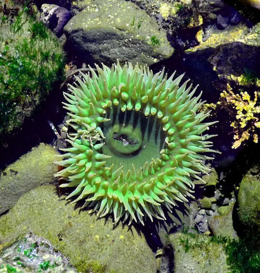 Sea Plants in The Ocean