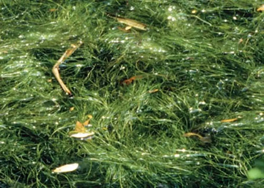 Sea Plants in The Ocean