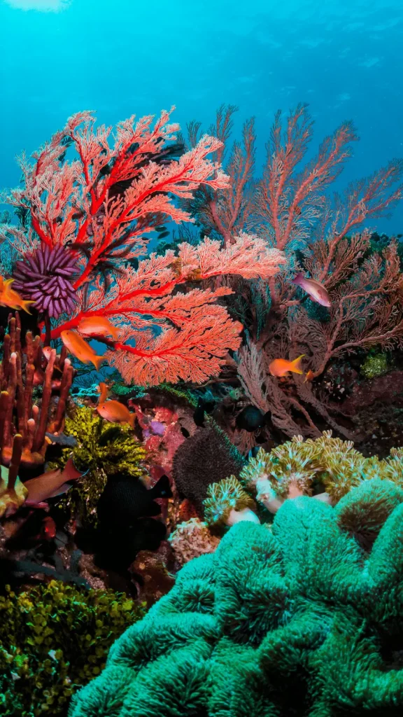 Sea Plants in The Ocean