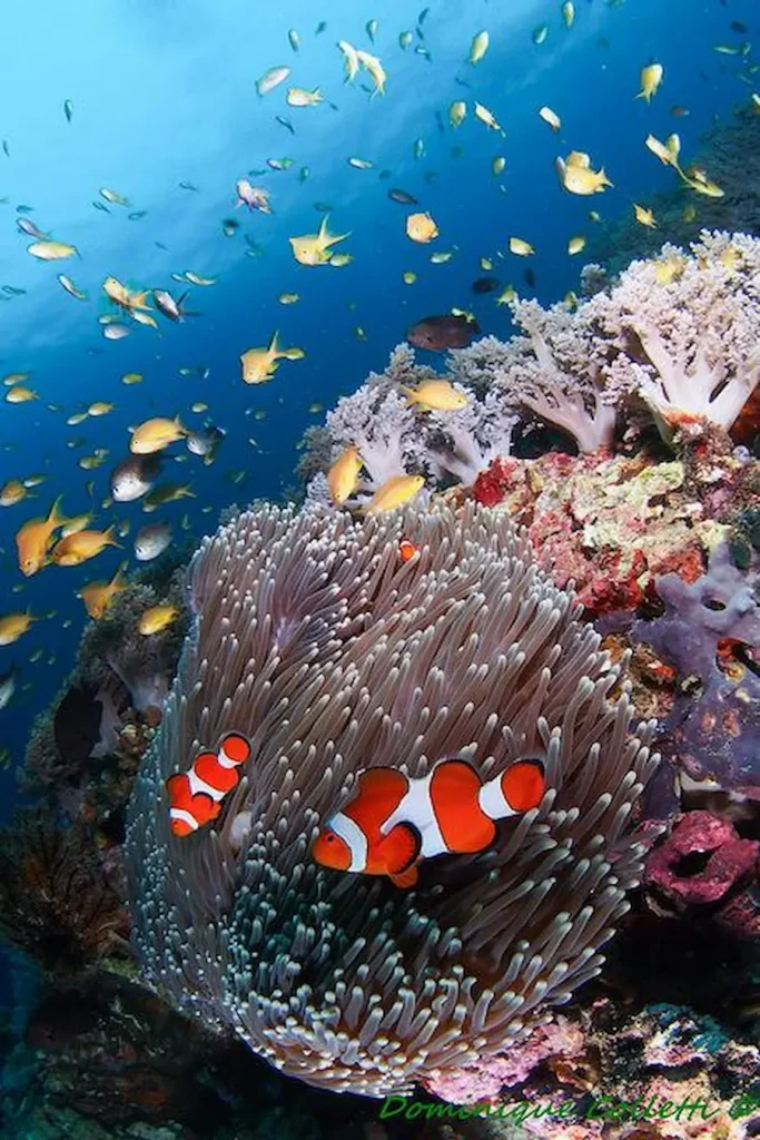 Sea Plants in The Ocean