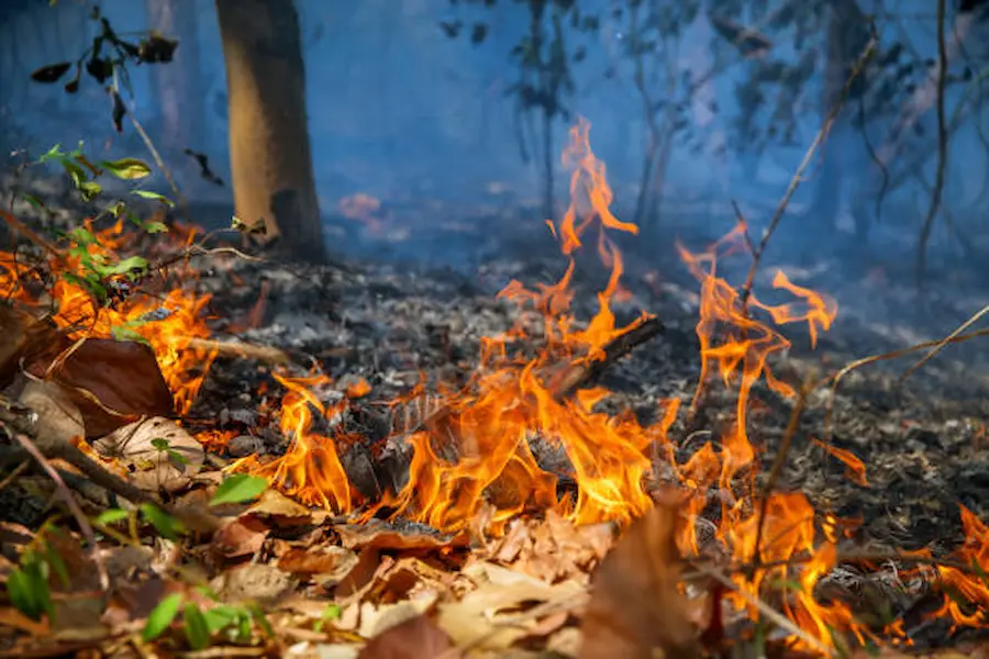 What Caused The Amazon Rainforest Fire 