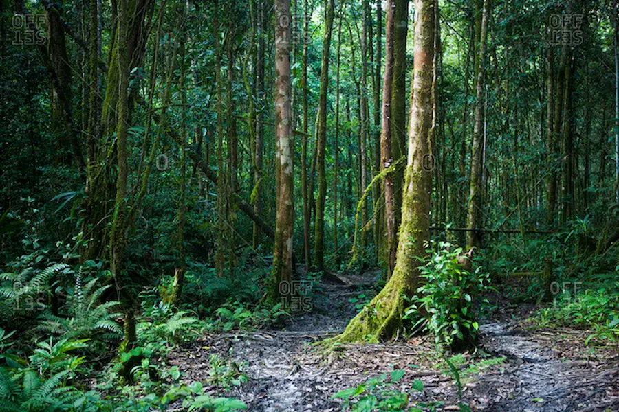 What Is The Biggest Rainforest In The World