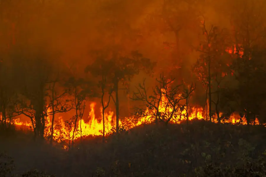 Why The Amazon Rainforest is Burning