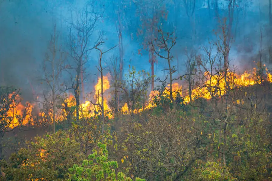 Why The Amazon Rainforest is Burning