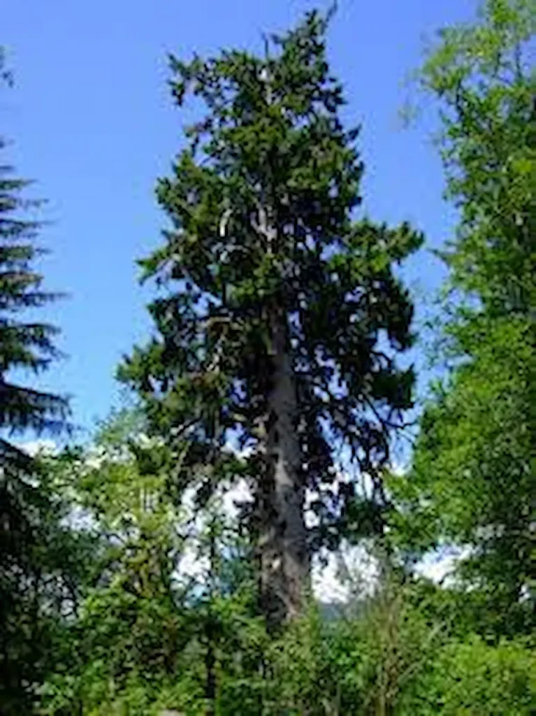 Biggest Trees in The World List