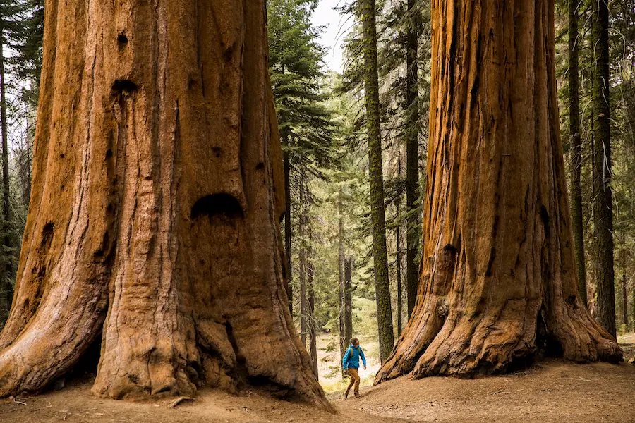 Biggest Trees in The World List