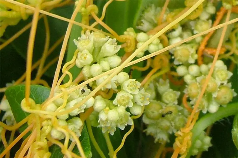 Parasitic Plants Example