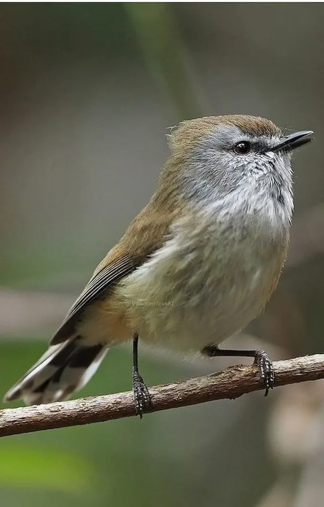 Small Birds Around The World
