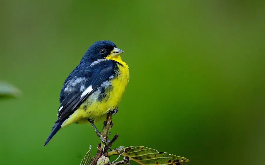Small Birds Around The World