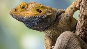 Around The World Reptiles Meaning and Examples
