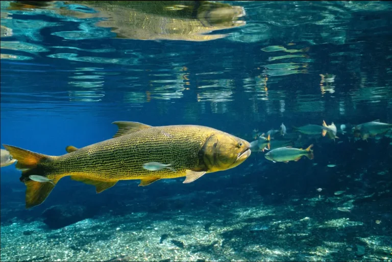 What is The Reason for Freshwater Fish Extinction