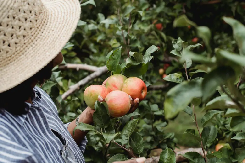 Apple Plants