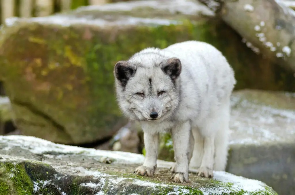 Arctic Fox