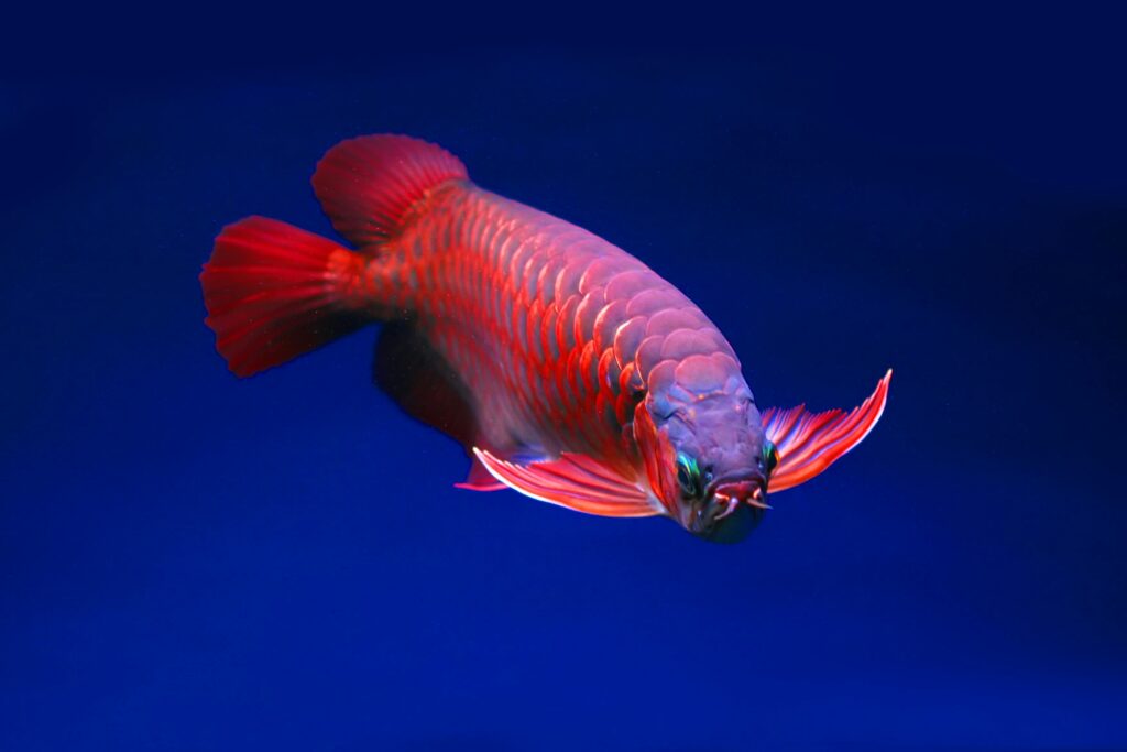 Asian Arowana