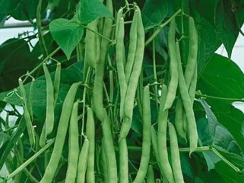 Beans Plants