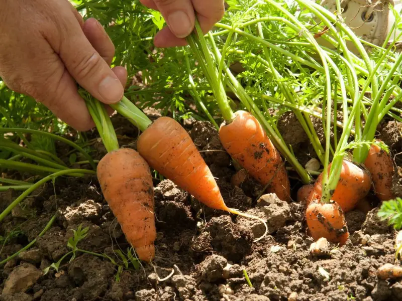 Carrots Plants