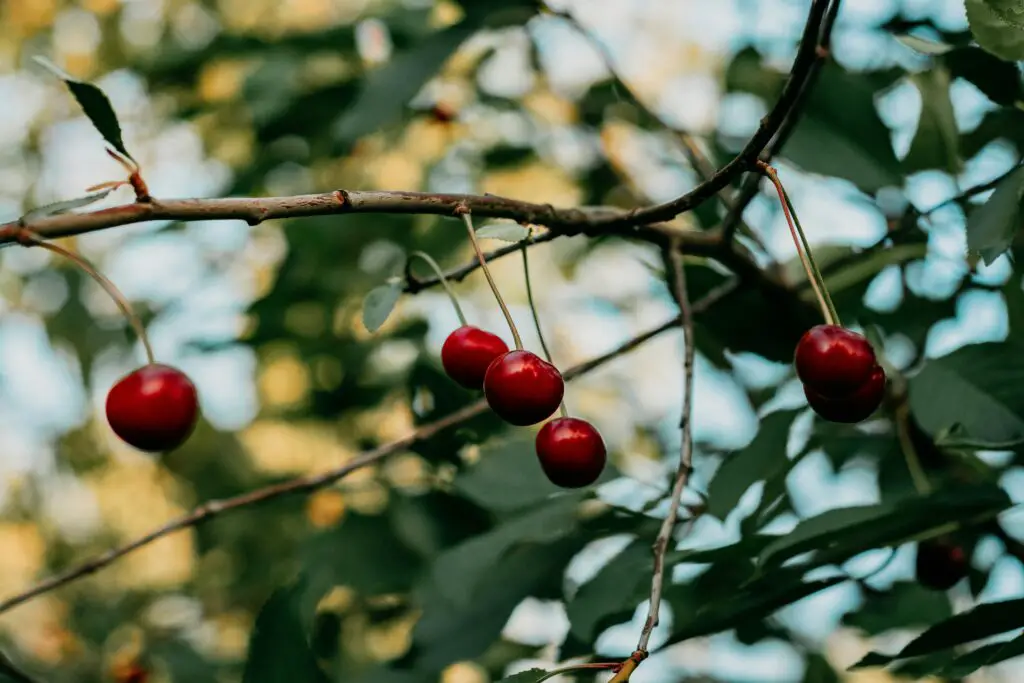 Cherries