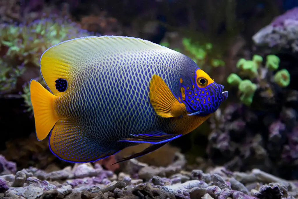 Clarion Angelfish