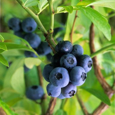 Compact Blueberries