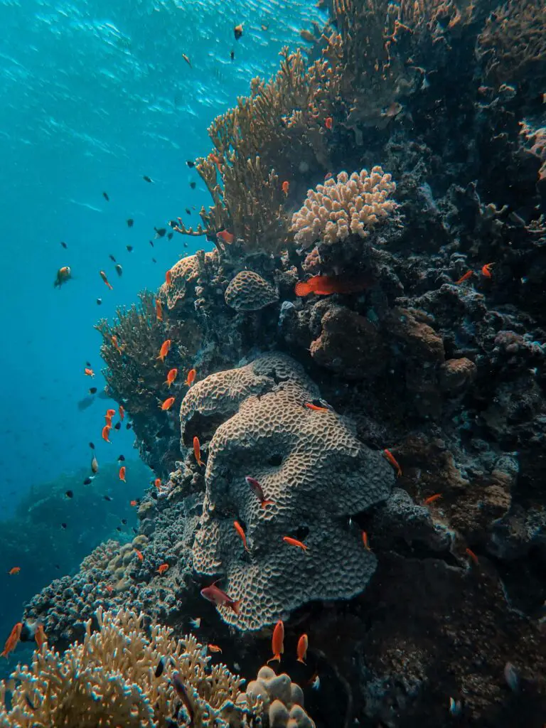 Coral Reefs