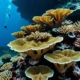 Coral reefs in the sea