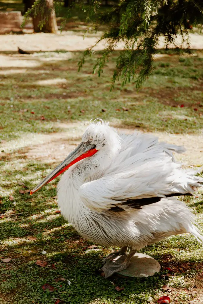 Dalmatian Pelican