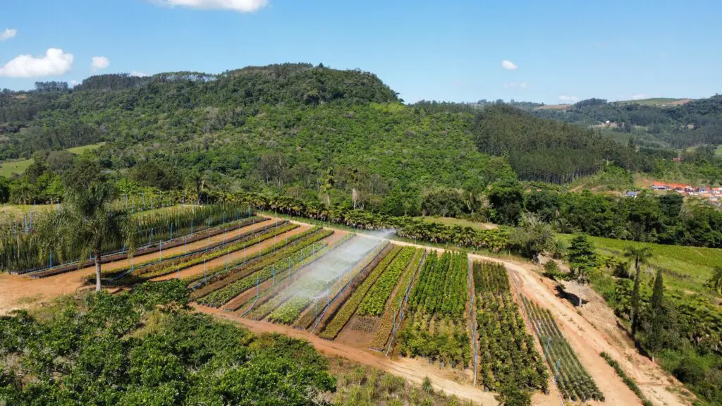 Deforestation for Agriculture