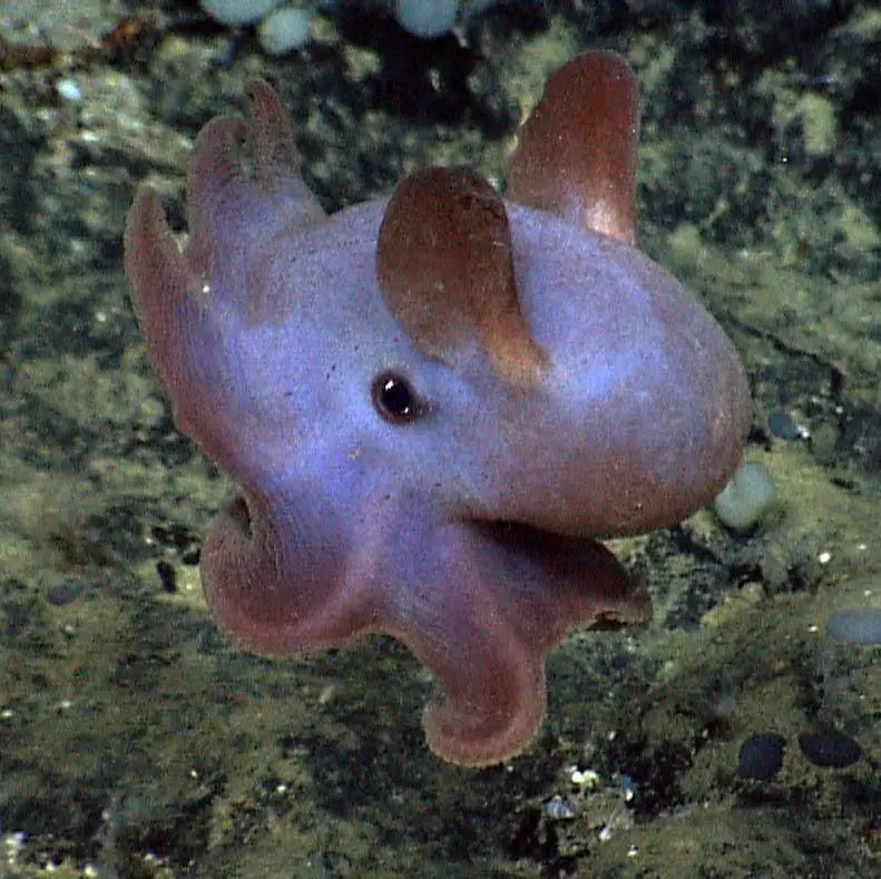 Dumbo Octopus