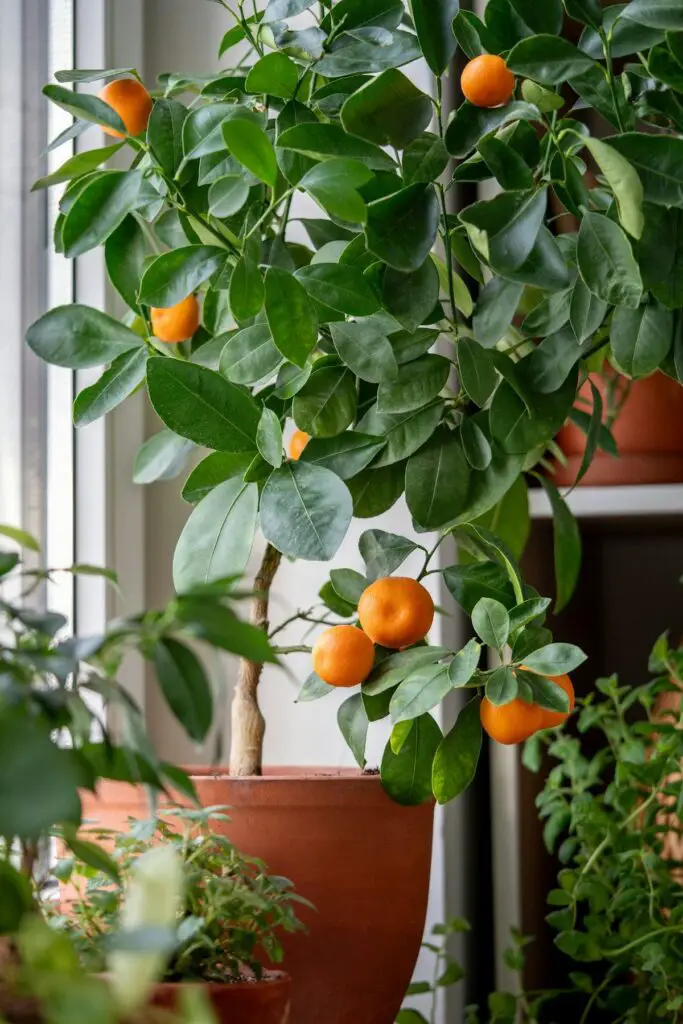 Dwarf Citrus Trees