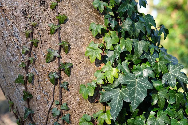 English Ivy Vines