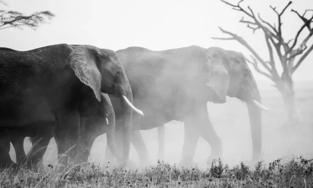 Forests That Are Home to the Largest Number of Animals in the World