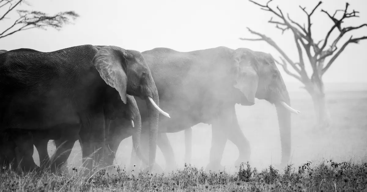 Forests That Are Home to the Largest Number of Animals in the World