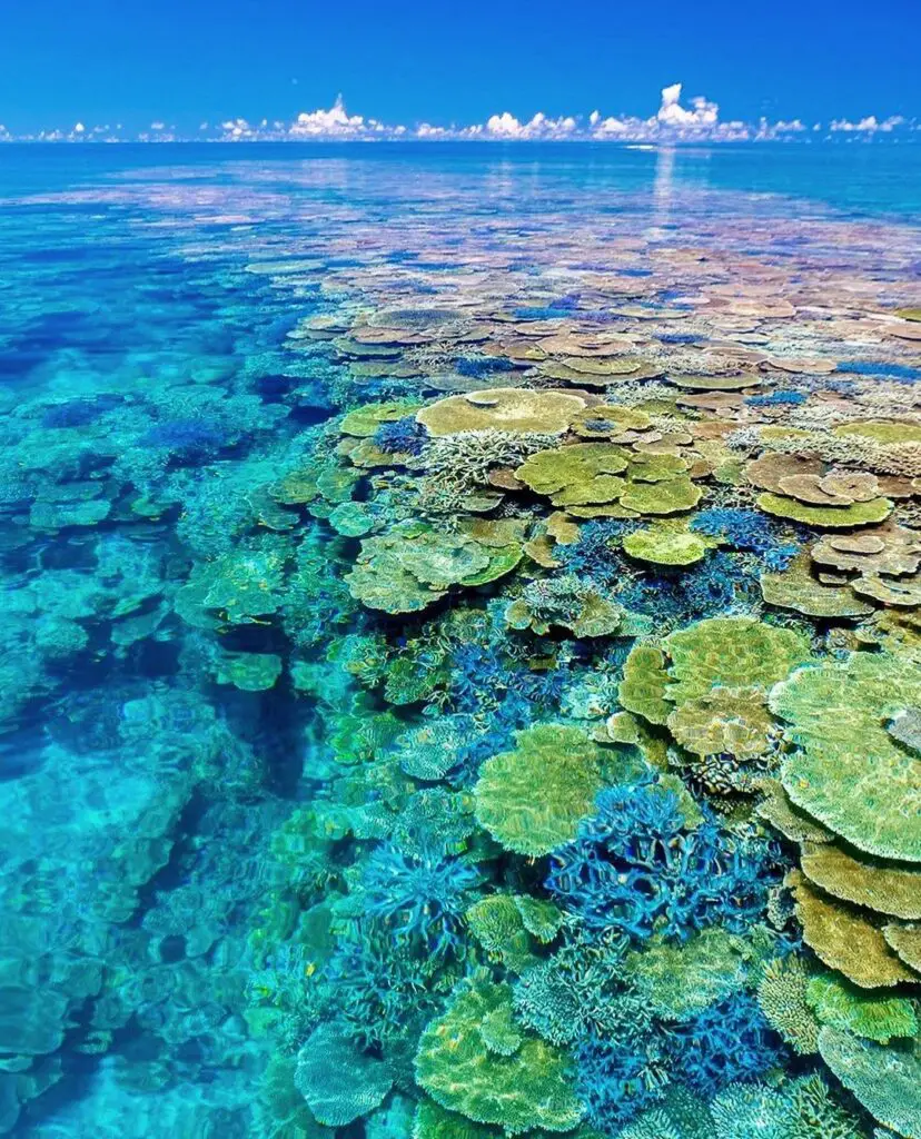 Fringing Reefs