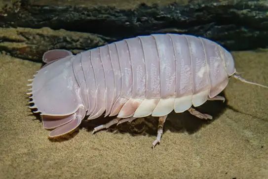 Giant Isopod