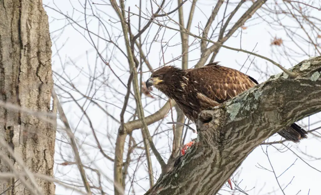 Golden Eagle