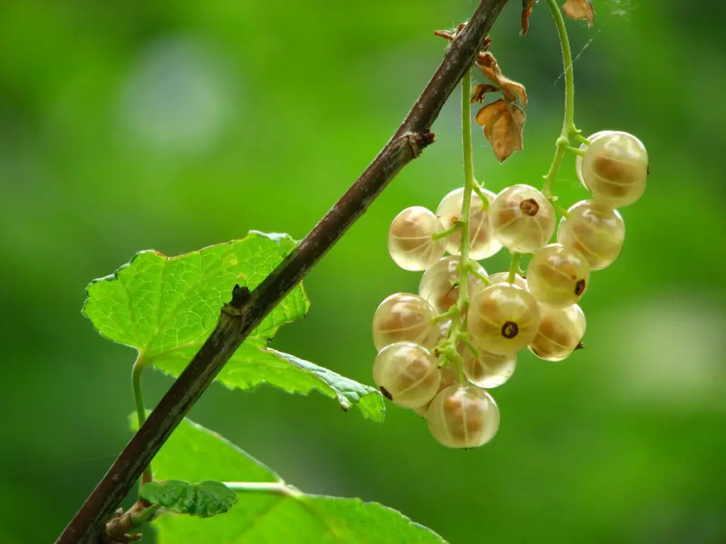 Gooseberries