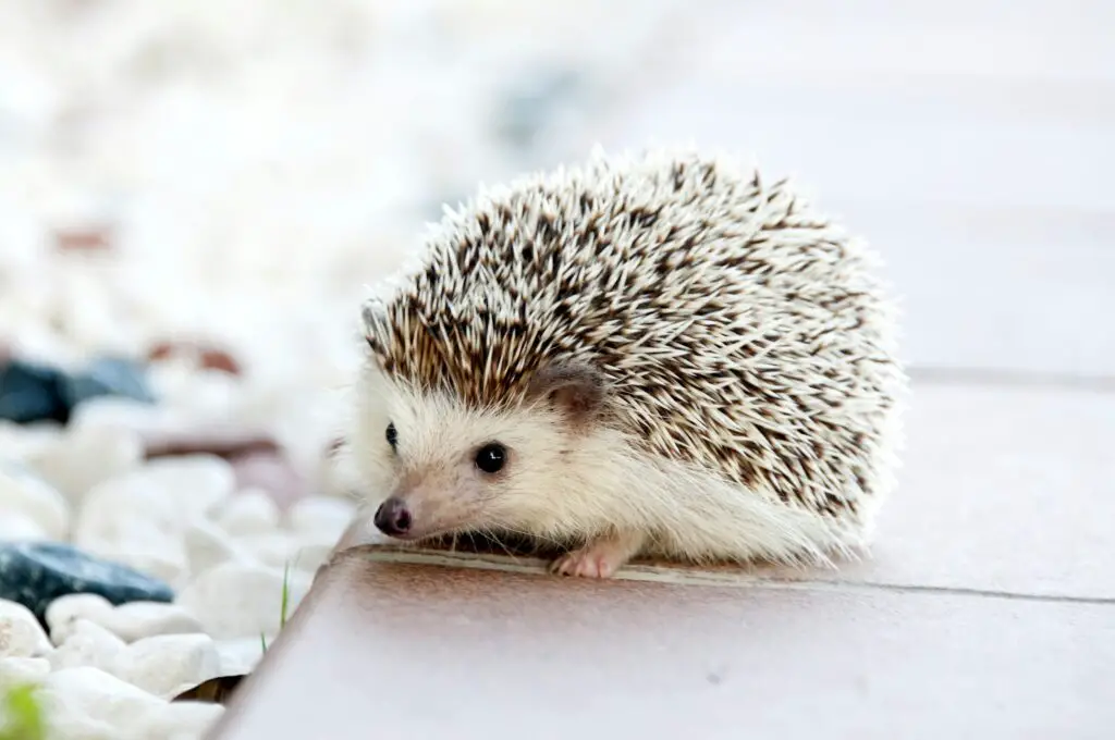 Hedgehogs