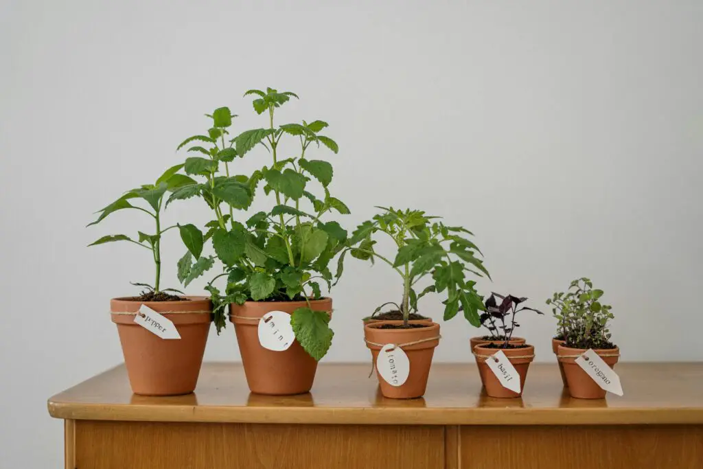 How Growing Plants Improves Physical Health