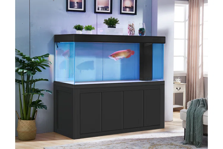 How to Care for Rare Ornamental Fish 1