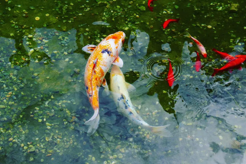 Koi Carp