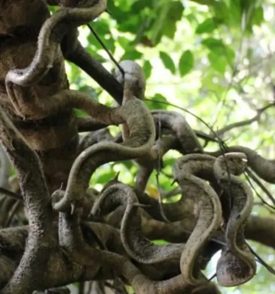 Large Vines That Grow in Forests