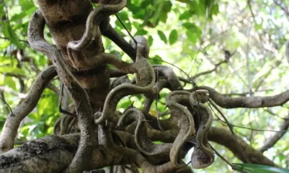 Large Vines That Grow in Forests