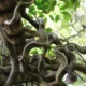 Large Vines That Grow in Forests