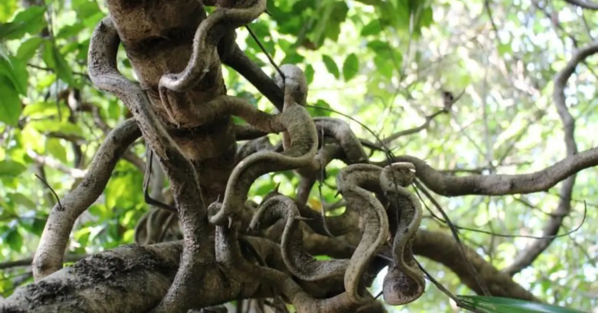 Large Vines That Grow in Forests