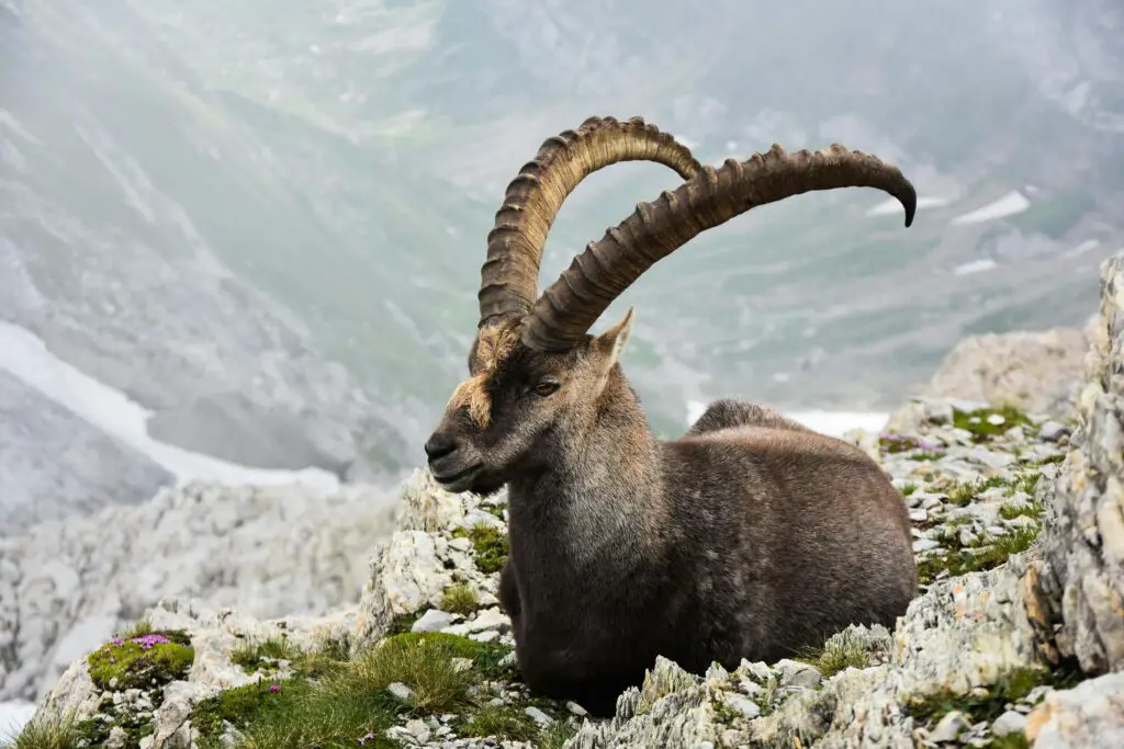 Mountain Goat