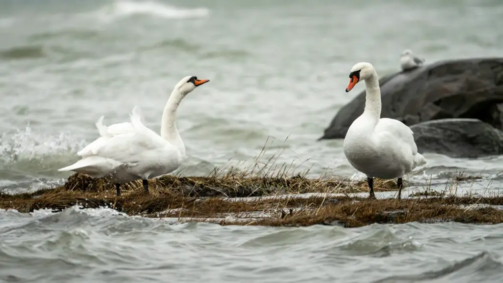 Mute Swan